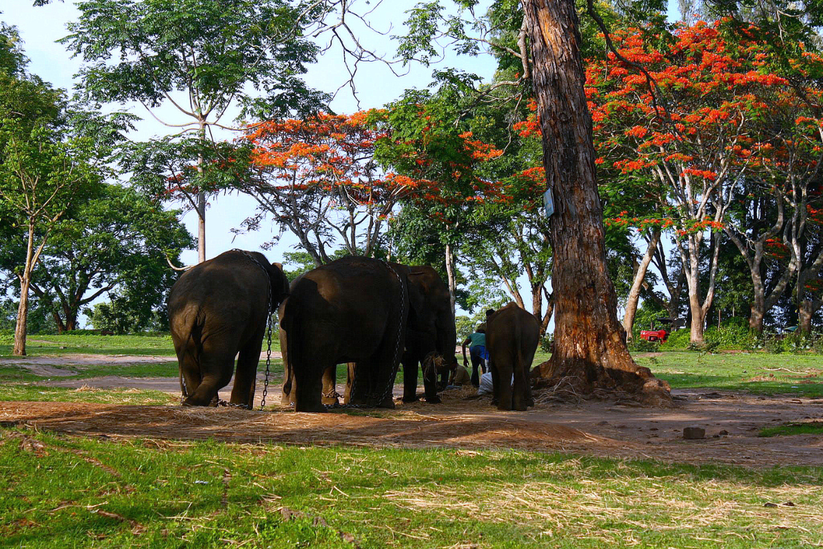 Coorg Mysore Package for 3 Nights And 4 Days